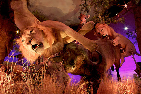 specialist spotlights 1